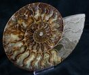 Split Ammonite Half - Agatized Chambers #7572-1